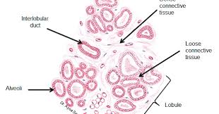 Histology Drawings For Medical Students Reproductive System Female Reproductive System Student In 2020 Female Reproductive System Reproductive System Female This part is structurally and functionally different to the rest of the uterus. female reproductive system