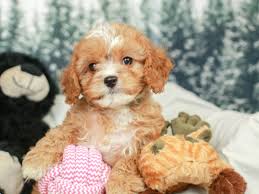 See more of myjoy cavapoo puppies on facebook. Cavapoo Puppy Cavapoo Puppies Cavapoo Puppies For Sale Puppies For Sale
