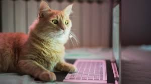 Global cat day® 2020, a day of action in which we rally individuals and organizations to stand up for cats, reached budding advocates all over the map this year! All The Cat Facts You Need For International Cat Day Marketwatch