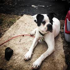 They are one of the famous breeds in the united states. Miniature Boxer Dog Breed Everything About Miniature Boxers