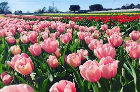 Giant Tulip Farm Set To Open Near San Antonio This Spring Flower Farm San Antonio Farm