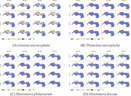 Image result for Gnidia microcephala