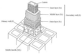 A plant cell has a cell wall made of cellulose, and it has a large vacuole. Lustration Of The Plant Cell Wall Made Up Primary Layer And Secondary Download Scientific Diagram