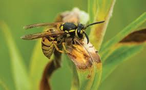 So instead, try these suggestions to prevent wasps buzzing around your head and into. The Secret To Keeping Yellow Jackets Away From Your Aiken Lawn