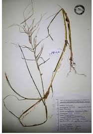 Image result for Acroceras