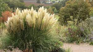 Pampas grass has many variations of different plumes. How To Grow Pampas Grass Follow Our Tips On When And Where To Plant This Striking Grass Gardeningetc