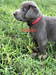 Pending Akc Bernese Mountain Pupper For Sale Near Grabill Indiana Vip Puppies Labrador Retriever Labrador Yellow Labrador Retriever