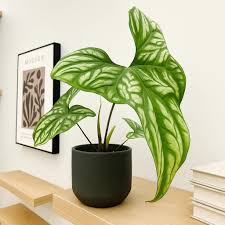 Image result for Cercestis