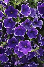 Rhythm And Blues Petunia Is Looking Lovely Near Our Entrance Petunias Beautiful Flowers Purple Flowers