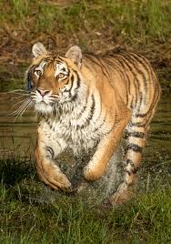 Amur Tiger Facts Wildcats Conservation Alliance