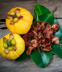 Image result for Garcinia pachyclada