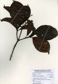 Image result for Psychotria articulata