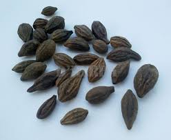 Ketika buah zakar gatal, hal itu bisa menjadi salah satu penyebab bahwa testis anda terserang jamur. Buah Kelentit Kering Nama Pelik Buah Ajaib Untuk Kebahagiaan Suami Isteri Dherba Com