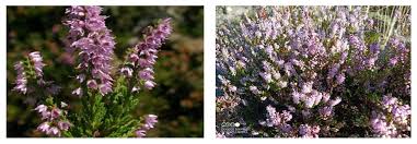 Image result for Calluna vulgaris