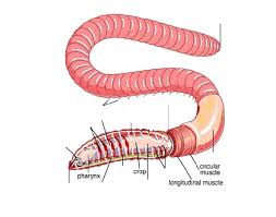 The earthworm digestive system has following parts like the buccal chamber, pharynx, esophagus an earthworm digestive system is quite similar to higher animals. Earthworm To Label Quiz