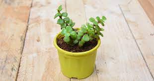 Both are used strongly in feng shui which originates from china. Looking For A Plant That Attracts Prosperity And Money For You Jade Plant Is Your Perfect Pick Plant Talk Nurserylive Wikipedia