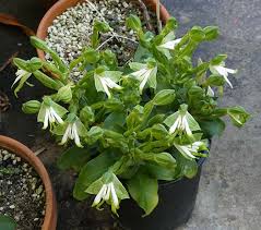 Image result for Bonatea