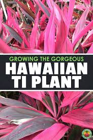 Still others plant each seed in its own individual pot and handwater until germination. Hawaiian Ti Plant Growing Cordyline Fruticosa Epic Gardening Hawaiian Plants Ti Plant Plants