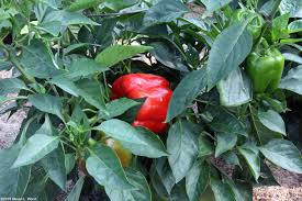 King arthur combines high yield and virus resistance like few other varieties can. Red Knight Sweet Pepper Nana S Bloomers
