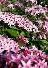 Image result for Pentas schumanniana