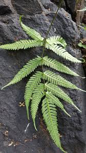 Image result for Pteris commutata