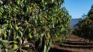 Image result for Avocado Base 1983 Crown