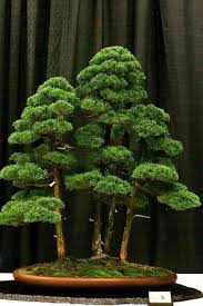 Pin By Phyllis On Bonsai With Images Bonsai Tree Juniper Bonsai Bonsai Seeds