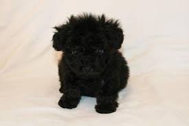They are going to be on the small side 5 to 6 pounds full growm. Totally Adorable Black Maltipoo Puppies For Sale In Lakeside California Classified Americanlisted Com