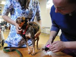 The animal foundation successfully vaccinated over 15,000 pets last year. Paws For Hope Runs Free Veterinary Clinics For Low Income Pet Owners Dogexpress