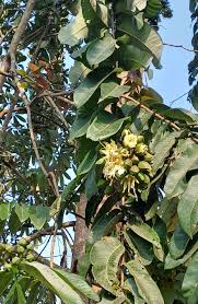 Image result for Duabanga