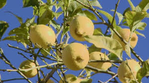 The lemon tree will need to be moved indoors during the cooler months, but the plant is easy and compact, so it's not a problem. Lemon Tree Spain Hd Stock Video 335 571 025 Framepool Stock Footage