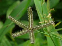 Image result for Dactyloctenium aegyptium