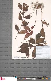 Image result for Begonia elatostemmoides