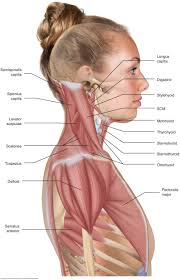 Back Of Neck Muscles Diagram Wiring Diagrams