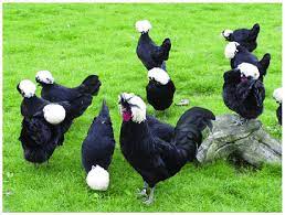 The beak is horn in color, and their shanks and toes slate blue. A Breeding Group Of White Crested Polish Chickens Download Scientific Diagram