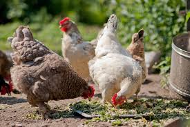 We did not find results for: Plants And Foods That Are Poisonous For Chickens Chicken Care Chickens