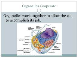 Jobs of plant cell organelles. How Does A Cell Do Its Job Cell Organelles What Jobs Do Cells Do Some Examples Making Proteins Like Keratin Hair Follicles Sending Signals Ppt Download