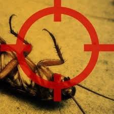 120 видео 52 284 просмотра обновлено 4 дня назад. A Do It Yourself Pest Control Store On Twitter Pro Tip Hairspray Isn T Gonna Get The Job Done But Our Products Will Order Online Before 3 30 Pm Est For Same Day Shipping