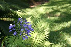 Image result for Agapanthus campanulatus