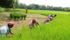 সেচ পানির দাম বৃদ্ধির অভিযোগ, বোরো ...