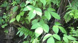 Hasil gambar untuk minyak daun bungkus tiga jari