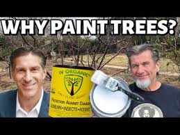 According to the missouri extension service, painting the trunks of the fruit trees in early spring, prior to any leaf growth, will repel certain species of moths and grub larvae from attacking fruit trees. Why Whitewash Paint Fruit Trees Latex Vs Iv Organic Feat Ask Mr List Youtube