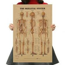 Muscles of the shoulder and back anatomy chart. Details About Anatomical Chart Human Skeletal System Poster Anatomy Medical Education 42 30cm