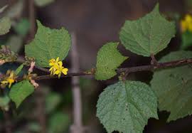 Image result for Triumfetta trifida