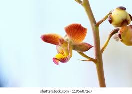 Image result for Eulophia tuberculata