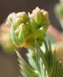 Image result for Psammotropha myriantha