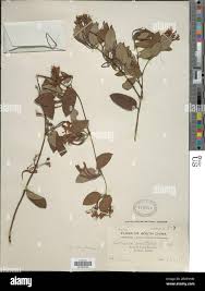 Image result for Lonicera confusa