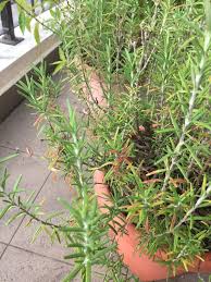 It can be difficult to pinpoint the exact cause, but rosemary foliage turning red or purple is a sign that something is wrong, and you need to check out. Petunialee Root Bound Rosemary