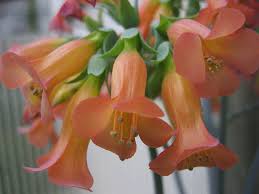 Image result for Kalanchoe dyeri