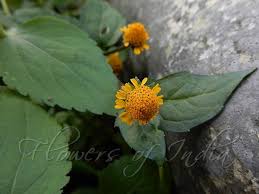 Image result for Acmella caulirhiza